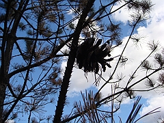 20 Shiawassee National Wildlife Refuge [2008 Nov 5]